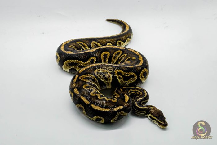 5295 0.1 PASTEL LEOPARD BLACKHEAD GHI - Image 2