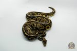 5295 0.1 PASTEL LEOPARD BLACKHEAD GHI - Image 3