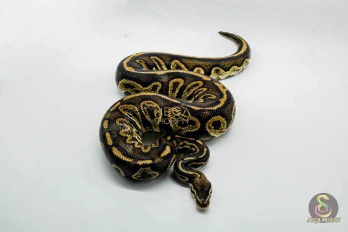 5295 0.1 PASTEL LEOPARD BLACKHEAD GHI - Image 3