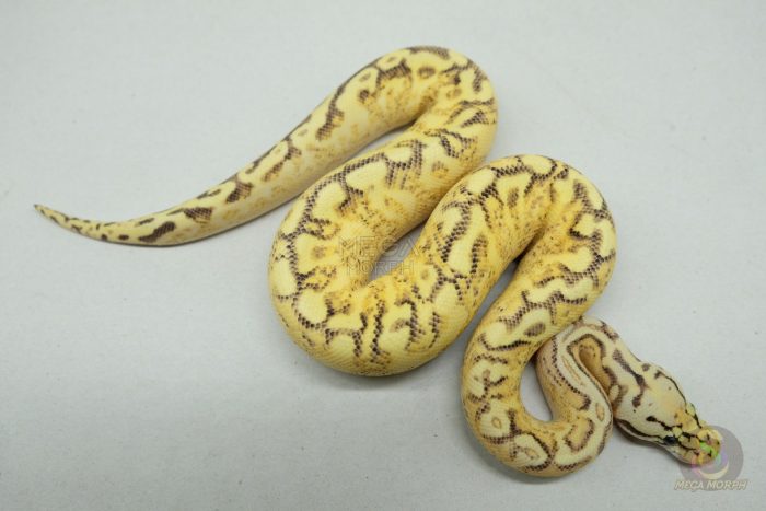 5298 0.1 BUMBLEBEE ENCHI FREEWAY - Image 2