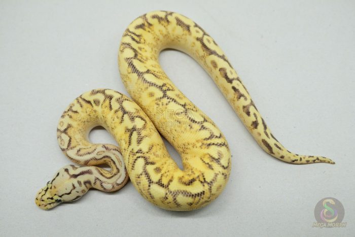 5298 0.1 BUMBLEBEE ENCHI FREEWAY - Image 3