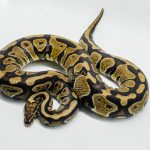 5302 0.1 HURRICANE SPOTNOSE HET DESERT GHOST