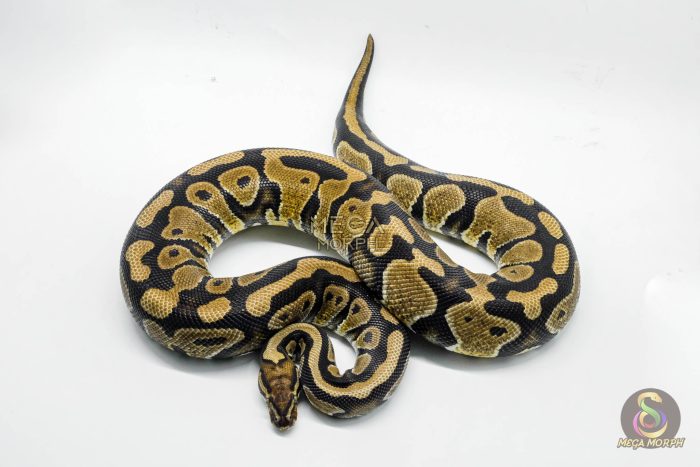 5302 0.1 HURRICANE SPOTNOSE HET DESERT GHOST - Image 3