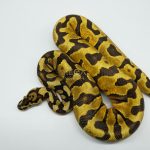 5304 1.0 ENCHI YELLOW BELLY SPOTNOSE HET CLOWN