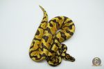 5304 1.0 ENCHI YELLOW BELLY SPOTNOSE HET CLOWN - Image 2