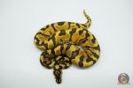 5304 1.0 ENCHI YELLOW BELLY SPOTNOSE HET CLOWN - Image 3