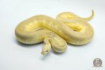 5306 0.1 PASTEL LESSER SPOTNOSE CLOWN