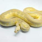 5306 0.1 PASTEL LESSER SPOTNOSE CLOWN