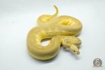 5306 0.1 PASTEL LESSER SPOTNOSE CLOWN - Image 2