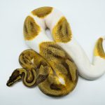 5310 0.1 ENCHI PIEBALD