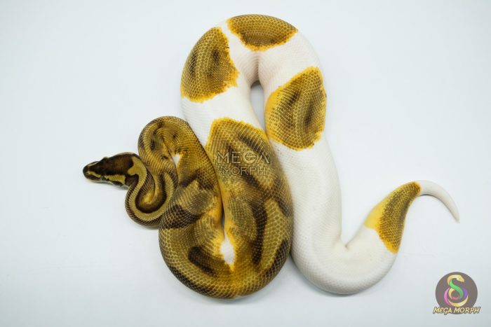 5310-2-1.jpg 5310 0.1 ENCHI PIEBALD - Image 2