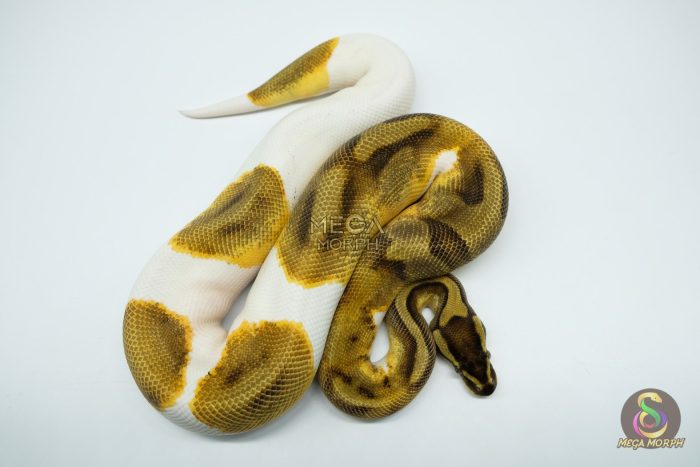 5310-3-1.jpg 5310 0.1 ENCHI PIEBALD - Image 3