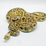 5320 1.0 PASTEL SPOTNOSE CLOWN