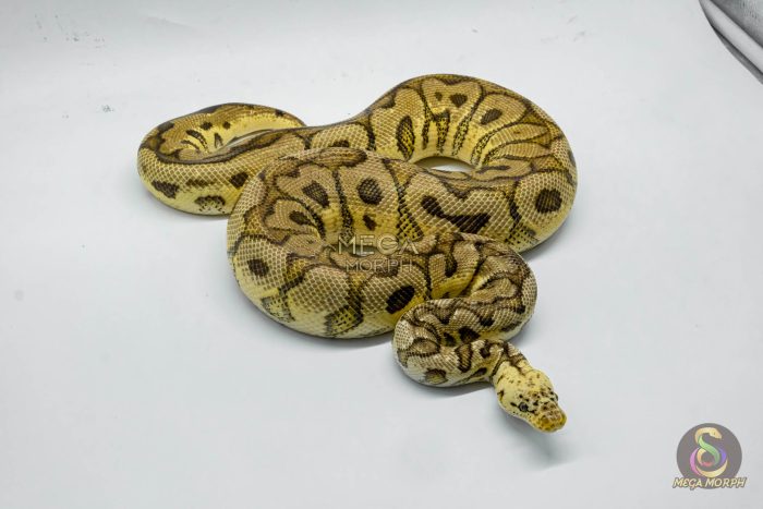 5320-2-1.jpg 5320 1.0 PASTEL SPOTNOSE CLOWN - Image 2
