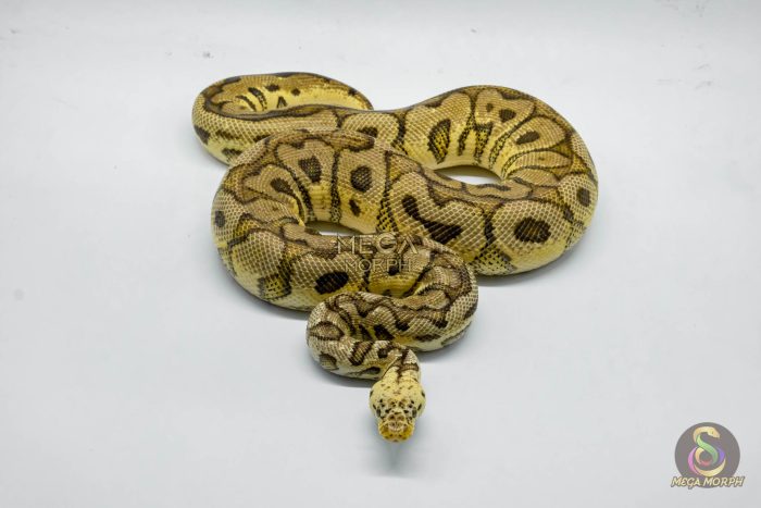 5320-3-1.jpg 5320 1.0 PASTEL SPOTNOSE CLOWN - Image 3