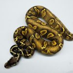5327 1.0 PASTEL ENCHI GHI BLACKHEAD YELLOW BELLY 66% HET PIEBALD