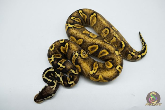 5327-1-1.jpg 5327 1.0 PASTEL ENCHI GHI BLACKHEAD YELLOW BELLY 66% HET PIEBALD - Image 1