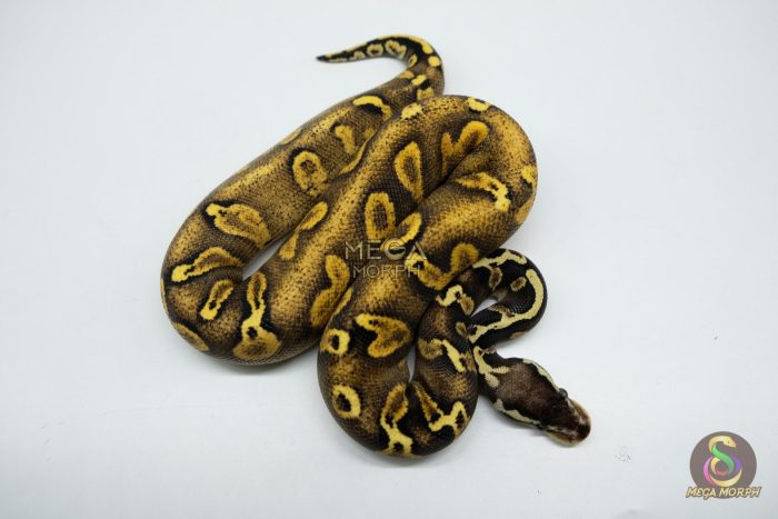 5327-2-1.jpg 5327 1.0 PASTEL ENCHI GHI BLACKHEAD YELLOW BELLY 66% HET PIEBALD - Image 2