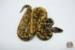 5327 1.0 PASTEL ENCHI GHI BLACKHEAD YELLOW BELLY 66% HET PIEBALD - Image 3