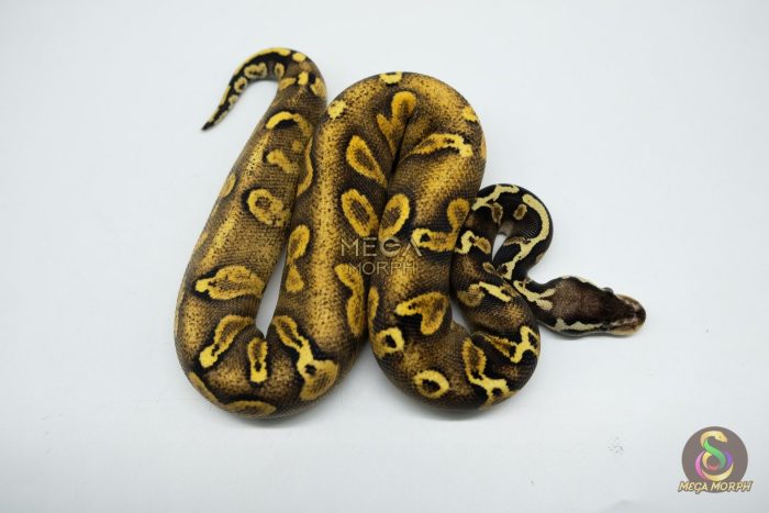 5327-3-1.jpg 5327 1.0 PASTEL ENCHI GHI BLACKHEAD YELLOW BELLY 66% HET PIEBALD - Image 3