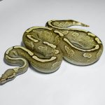 5328 0.1 GHI ENCHI YELLOW BELLY VANILLA OR FIRE 0.5