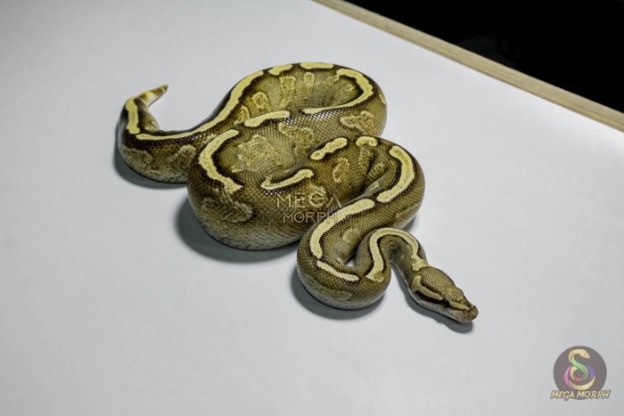 5328-2-1.jpg 5328 0.1 GHI ENCHI YELLOW BELLY VANILLA OR FIRE 0.5 - Image 2