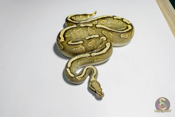 5328-3-1.jpg 5328 0.1 GHI ENCHI YELLOW BELLY VANILLA OR FIRE 0.5 - Image 3