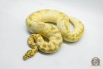 5330 1.0 ENCHI SPIDER FREEWAY