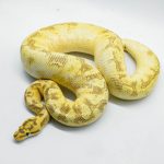 5330 1.0 ENCHI SPIDER FREEWAY