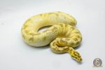 5330 1.0 ENCHI SPIDER FREEWAY - Image 2
