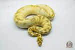 5330 1.0 ENCHI SPIDER FREEWAY - Image 3