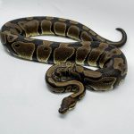 5331 0.1 HET DESERT GHOST