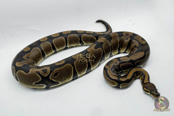 5331 0.1 HET DESERT GHOST - Image 2