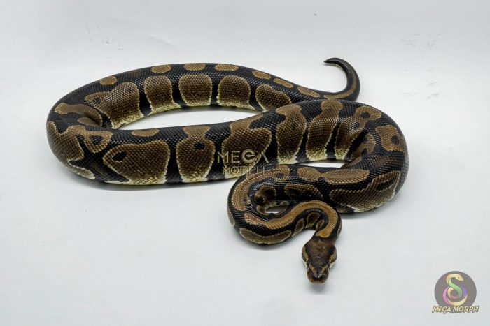 5331 0.1 HET DESERT GHOST - Image 3