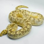 5332 1.0 SPIDER FREEWAY