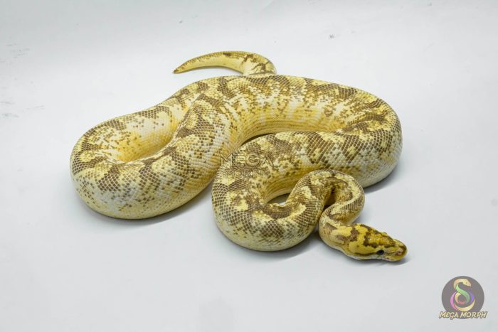 5332 1.0 SPIDER FREEWAY - Image 2