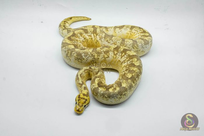 5332 1.0 SPIDER FREEWAY - Image 3