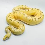 5333 0.1 BUMBLEBEE FREEWAY (YR21)