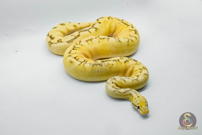 5333 0.1 BUMBLEBEE FREEWAY (YR21) - Image 2