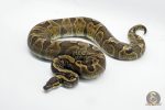 5334 0.1 GHI ENCHI HET DG
