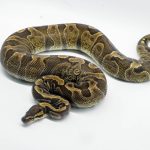 5334 0.1 GHI ENCHI HET DG