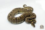 5334 0.1 GHI ENCHI HET DG - Image 2