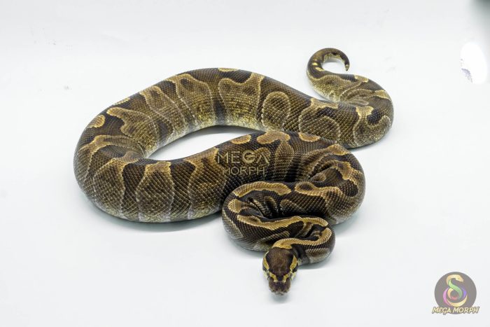 5334-3-1.jpg 5334 0.1 GHI ENCHI HET DG - Image 3