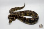 5335 0.1 GHI ENCHI HET DG