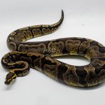 5335 0.1 GHI ENCHI HET DG