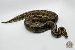 5335 0.1 GHI ENCHI HET DG - Image 2