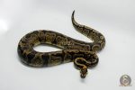 5335 0.1 GHI ENCHI HET DG - Image 3