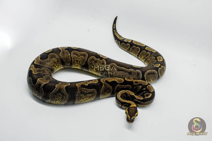 5335-3-1.jpg 5335 0.1 GHI ENCHI HET DG - Image 3