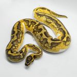 5337 0.1 ENCHI YELLOW BELLY PIEBALD