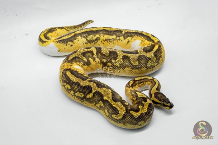 5337 0.1 ENCHI YELLOW BELLY PIEBALD - Image 2